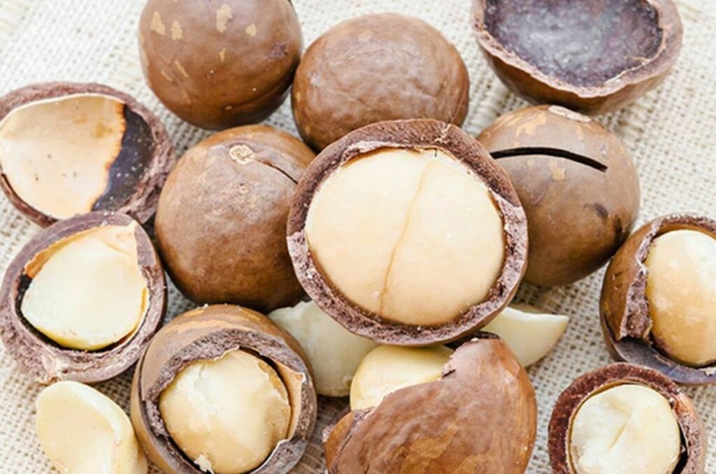 noix de macadamia